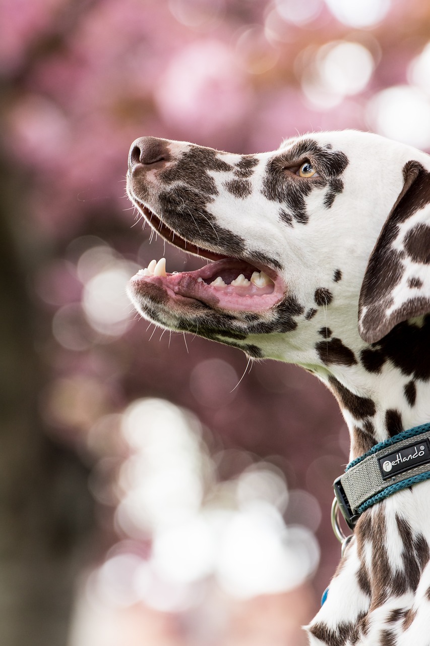 dalmatian, dog, nature, pet, head, snout, animal, domestic dog, canine, mammal, cute, closeup, portrait, dalmatian, dalmatian, dalmatian, dalmatian, dog, dog, dog, dog, dog