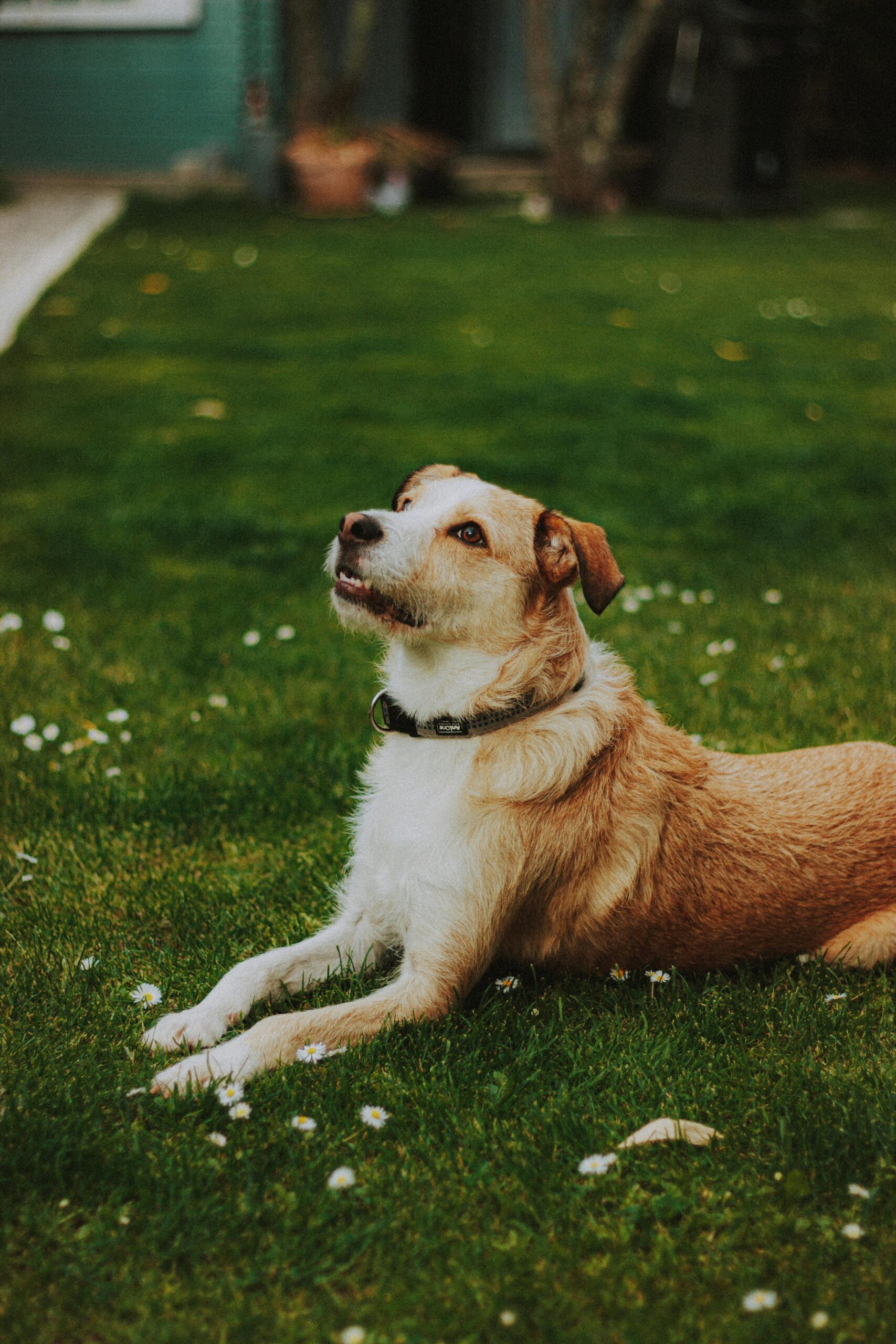 Adorable dog lying on green grass in backyard, surrounded by small white flowers.